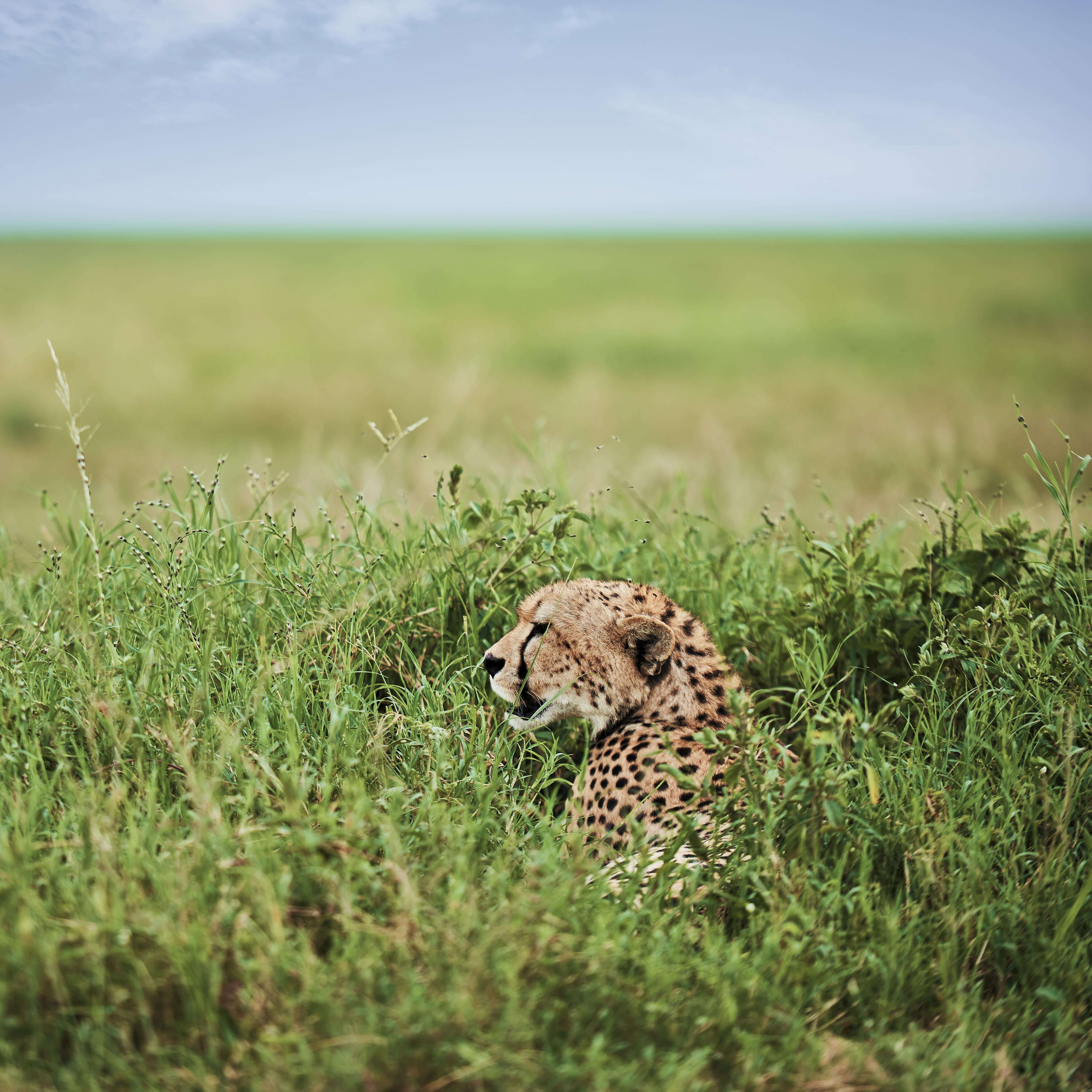 Africa