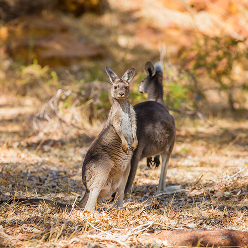 Australia
